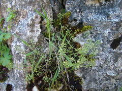 Hornungia procumbens