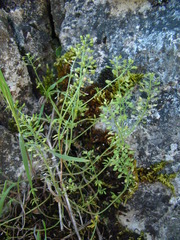 Hornungia procumbens