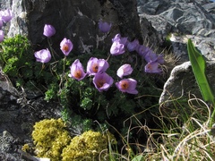 Paraquilegia microphylla