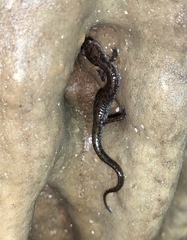 Plethodon dixi