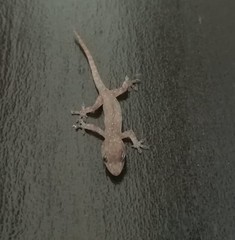 Hemidactylus frenatus