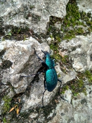 Carabus scabrosus