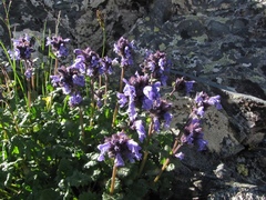 Dracocephalum imberbe