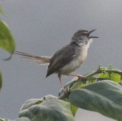 Prinia subflava
