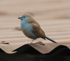 Uraeginthus angolensis