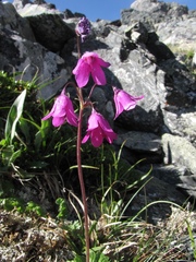 Primula matthioli altaica