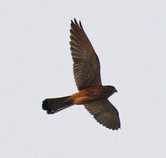 Falco tinnunculus