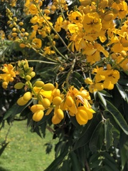 Senna viarum