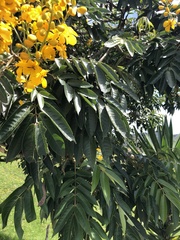 Senna viarum