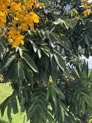 Senna viarum