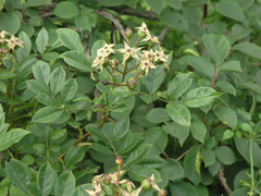 Rosa maximowicziana
