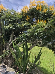 Senna viarum