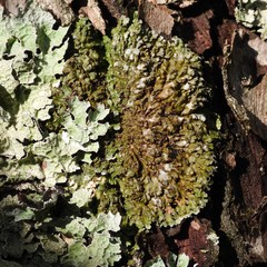 Physconia enteroxantha