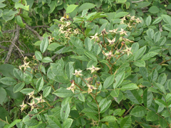 Rosa maximowicziana