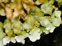 Physconia enteroxantha
