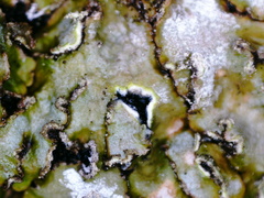 Physconia enteroxantha