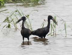 Anastomus lamelligerus