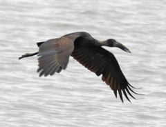 Anastomus lamelligerus