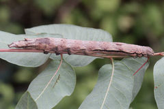 Ophiusa tirhaca