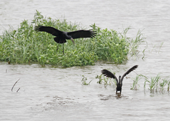 Anastomus lamelligerus