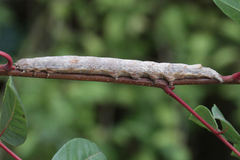 Ophiusa tirhaca