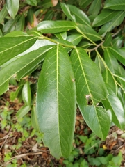 Prunus laurocerasus