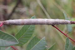 Ophiusa tirhaca
