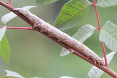 Ophiusa tirhaca