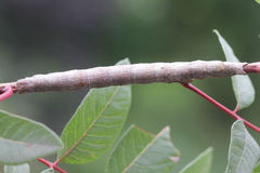 Ophiusa tirhaca