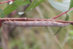 Ophiusa tirhaca