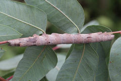 Ophiusa tirhaca