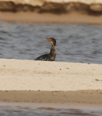 Microcarbo africanus