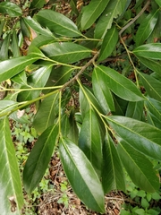 Prunus laurocerasus