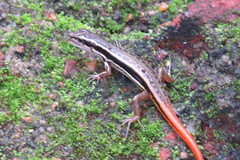 Sphenomorphus dussumieri