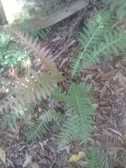 Neoblechnum brasiliense