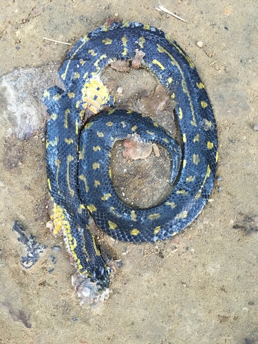 Thickhead Ground Snake, Atractus crassicaudatus