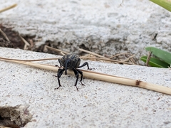 Sphenophorus cariosus