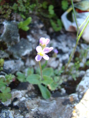 Arabis verna