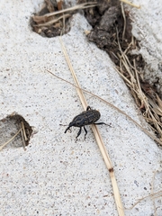 Sphenophorus cariosus