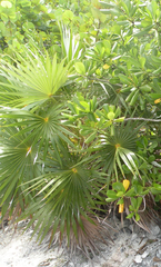 Coccothrinax