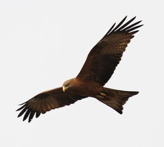 Milvus migrans parasitus