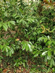 Prunus laurocerasus