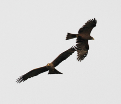 Milvus migrans parasitus