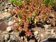 Sedum cespitosum