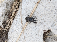 Sphenophorus cariosus