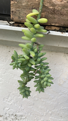 Sedum burrito