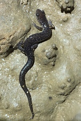 Plethodon dixi