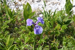 Iris hookeri