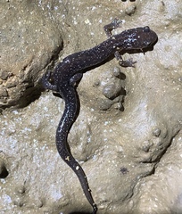 Plethodon dixi