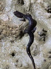 Plethodon dixi